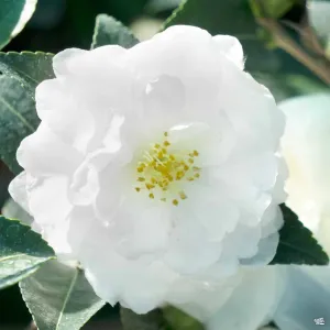 Camellia s. 'White Doves'