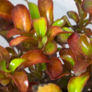 Coprosma 'Pina Colada'